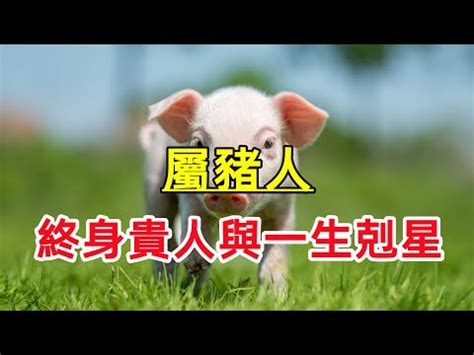 屬豬的小人|【十二生肖】屬豬人：命中的貴人與小人！